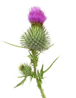 масло расторопши